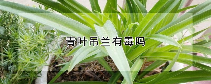 青叶吊兰有毒吗 紫叶吊兰有毒吗