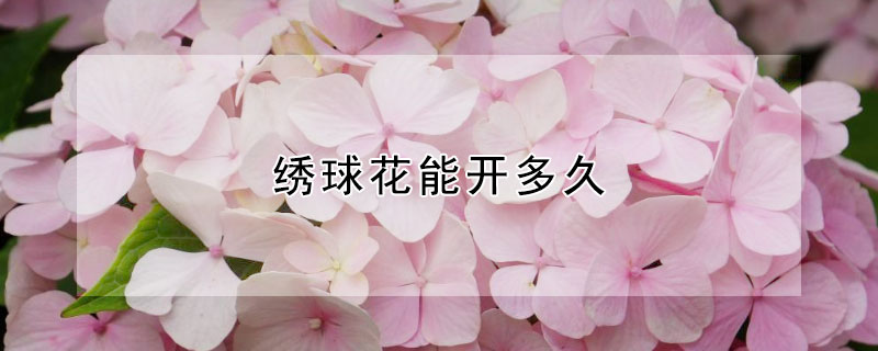 绣球花能开多久 绣球花期开多久