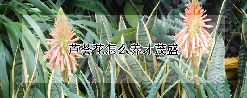 芦荟花怎么养才茂盛 芦荟怎么养才会更茂盛