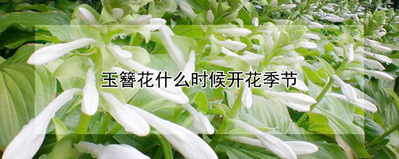 玉簪花什么时候开花季节（玉簪花什么季节开花的）