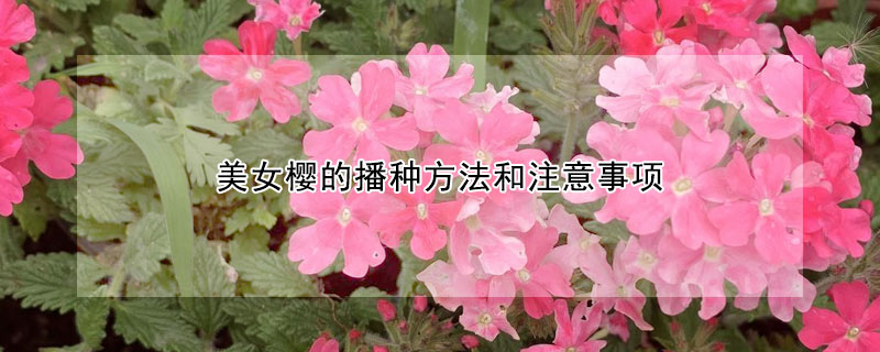 美女樱的播种方法和注意事项（美女樱种子的种植方法和注意事项）