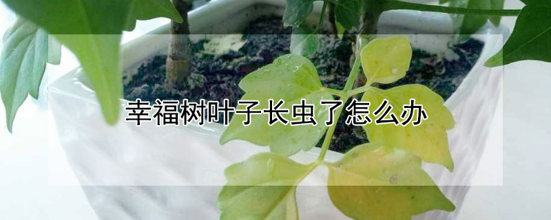 幸福树叶子长虫了怎么办（幸福树叶子有虫子怎么办）