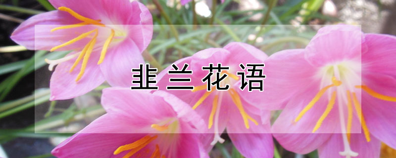 韭兰花语（韭兰花语和含义）