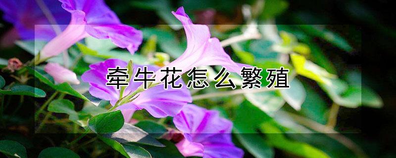 牵牛花怎么繁殖（牵牛花怎么繁殖方法）