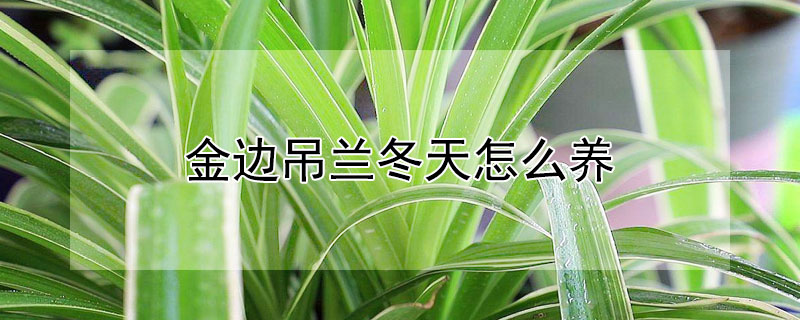 金边吊兰冬天怎么养(金边吊兰冬季怎么养)