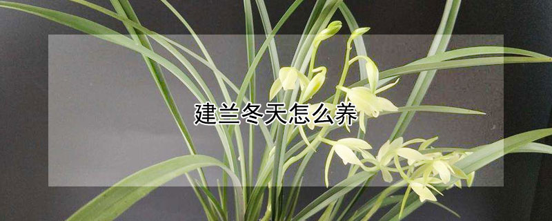 建兰冬天怎么养 建兰冬天怎么养才能过冬