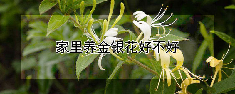 家里养金银花好不好(家里能养金银花吗?)