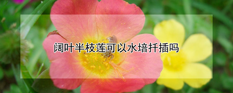阔叶半枝莲可以水培扦插吗（半边莲可以扦插吗）