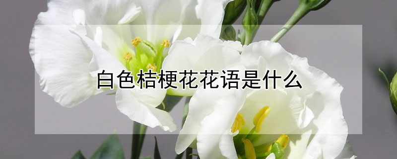 白色桔梗花花语是什么（白色桔梗花语是什么?）