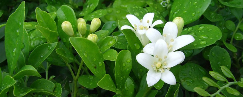 七里香花语（七里香花语传说）