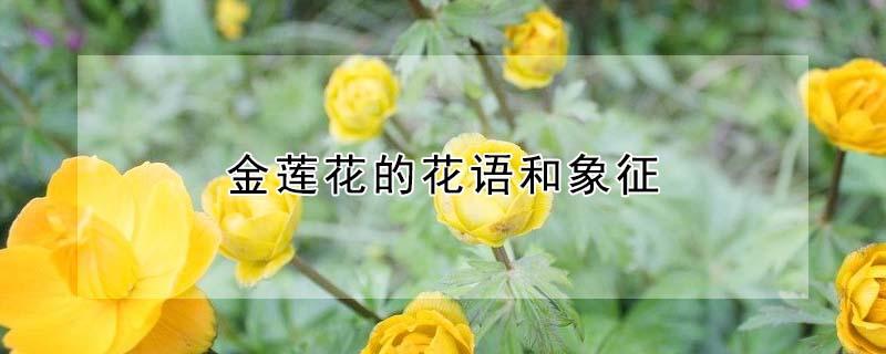 金莲花的花语和象征 金莲花的寓意和象征