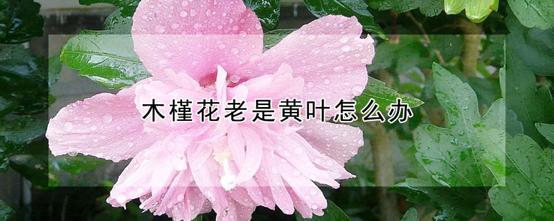 木槿花老是黄叶怎么办（木槿花老是黄叶怎么回事）