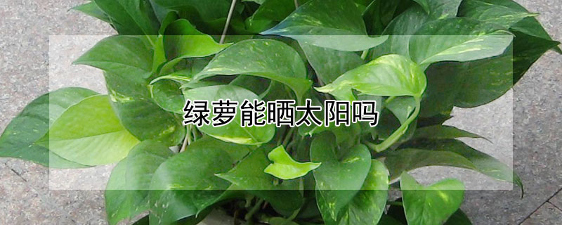 绿萝能晒太阳吗（绿萝能晒太阳吗夏天）