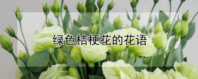 绿色桔梗花的花语 绿色桔梗花的花语和传说