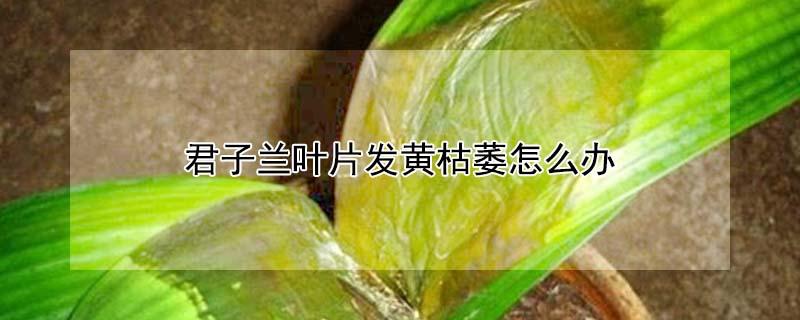 君子兰叶片发黄枯萎怎么办 君子兰叶子黄了 干枯了是怎么回事