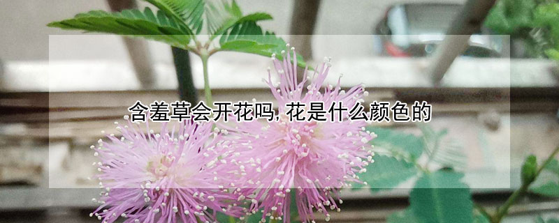 含羞草会开花吗,花是什么颜色的 含羞草开花吗开花是什么颜色