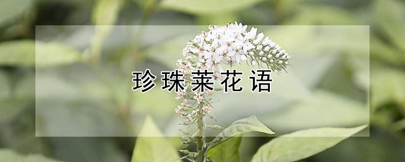 珍珠莱花语 珍珠花的花语