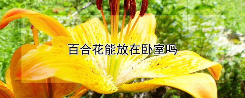 百合花能放在卧室吗 百合花能否放在卧室