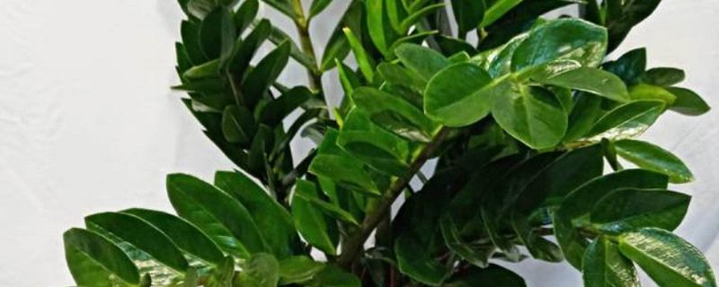 金钱树的寓意 金钱树的寓意和象征在办公室摆放位置