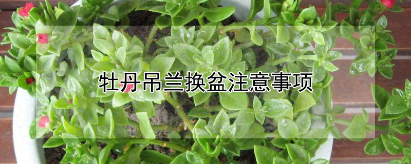 牡丹吊兰换盆注意事项 吊兰什么时候换盆,怎么处理