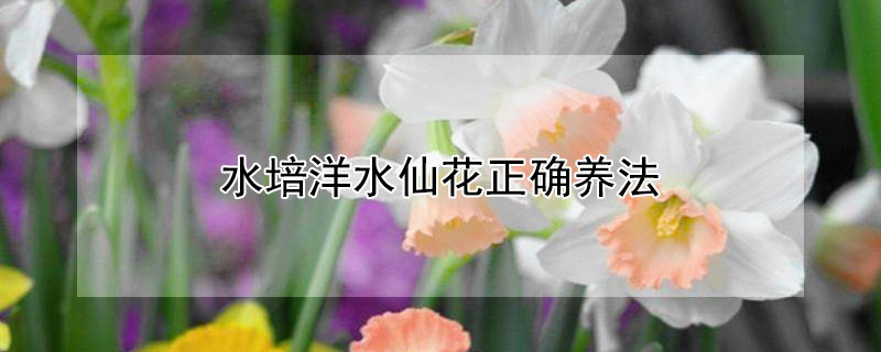 水培洋水仙花正确养法（洋水仙花水培怎么种植方法）