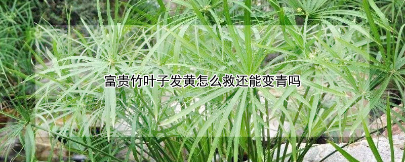 富贵竹叶子发黄怎么救还能变青吗(富贵竹叶子全部发黄怎么救)