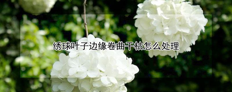 绣球叶子边缘卷曲干枯怎么处理（绣球叶子边缘干枯焦了）