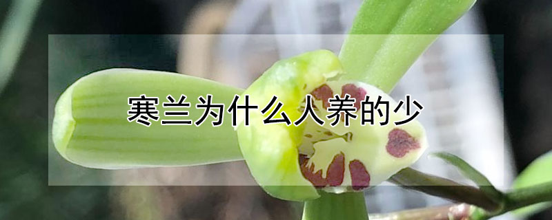 寒兰为什么人养的少(寒兰为什么难养)