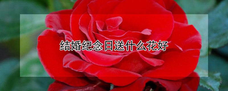 结婚纪念日送什么花好 结婚周年纪念日送什么花