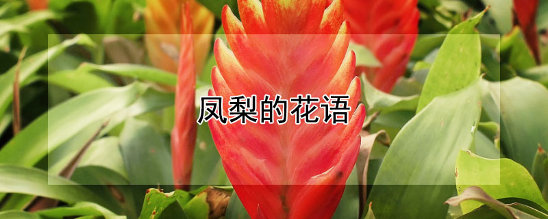 凤梨的花语(凤梨的花语是什么)