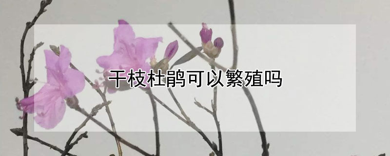 干枝杜鹃可以繁殖吗（干枝杜鹃怎么繁殖）