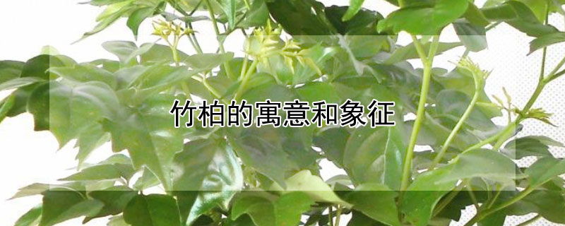 竹柏的寓意和象征（竹柏的寓意和象征风水）