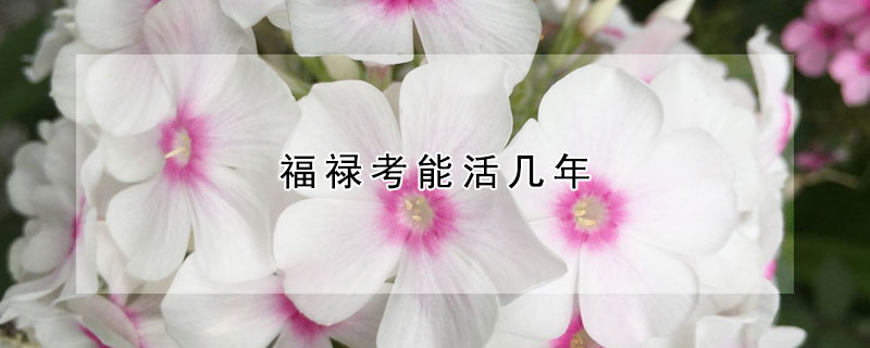 福禄考能活几年 福禄考什么时候移栽