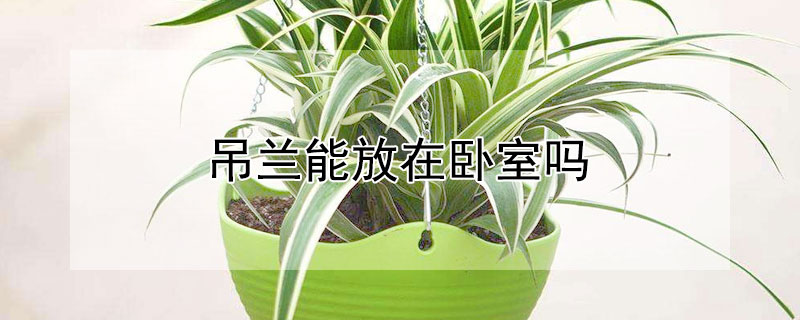 吊兰能放在卧室吗（晚上睡觉吊兰能放在卧室吗）