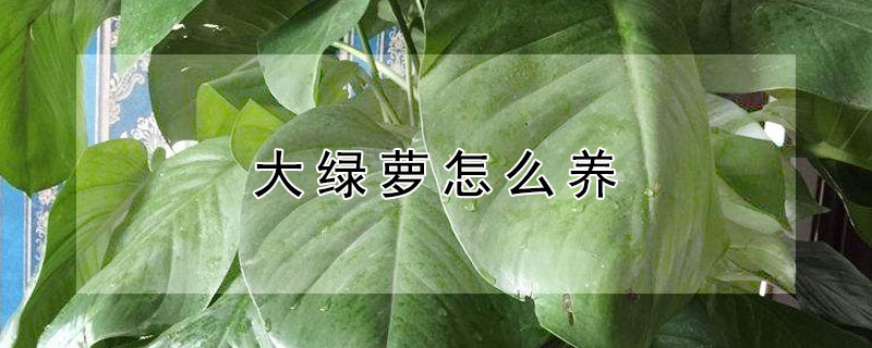 大绿萝怎么养(大叶绿萝怎么养才能更旺盛)
