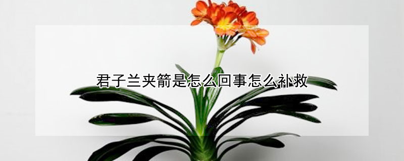君子兰夹箭是怎么回事怎么补救 君子兰夹箭了怎样办