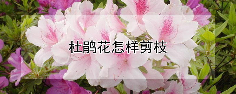 杜鹃花怎样剪枝（杜鹃花怎样剪枝视频）