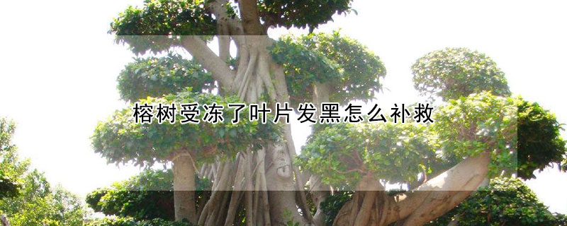 榕树受冻了叶片发黑怎么补救（榕树冻的叶子发黑了需要修剪吗）