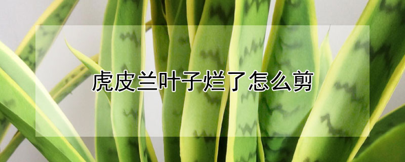 虎皮兰叶子烂了怎么剪 虎皮兰叶子坏了可以剪掉吗