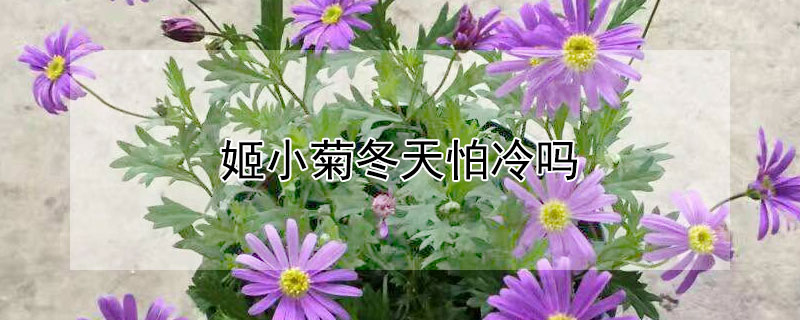 姬小菊冬天怕冷吗 姬小菊能过冬吗