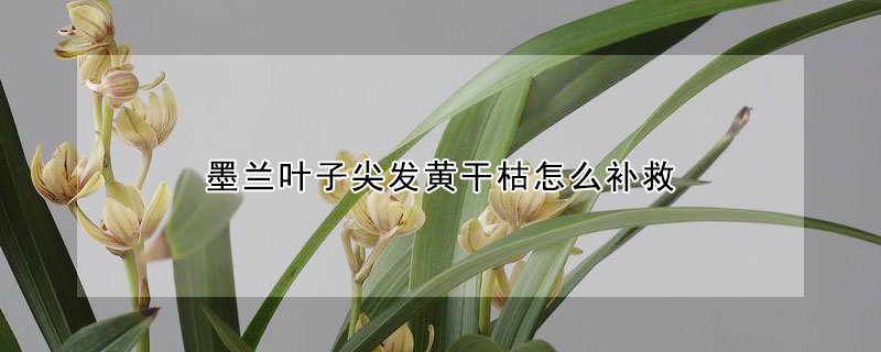 墨兰叶子尖发黄干枯怎么补救(墨兰叶子尖黄了怎么办)