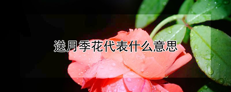 送月季花代表什么意思（月季花送谁）