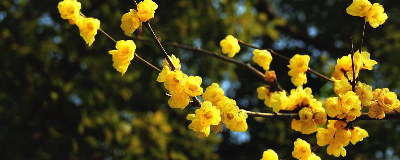 冬天开的花有哪些 山茶花