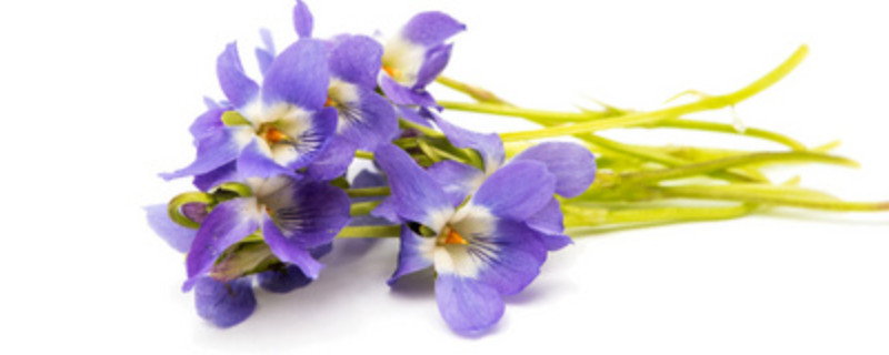 紫罗兰的根可以剪吗（紫罗兰需要修剪吗）