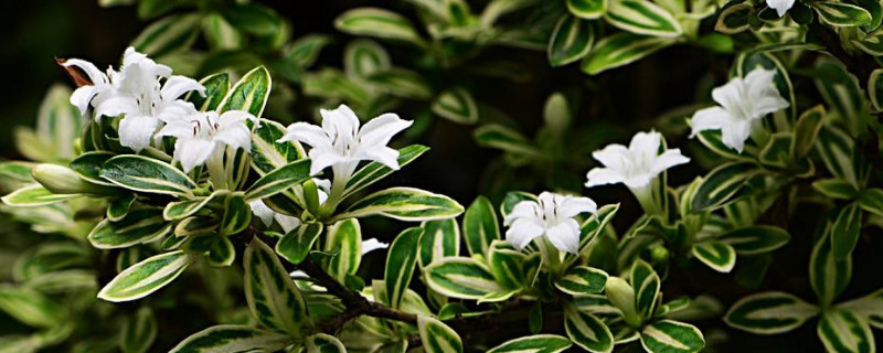 六月雪盆栽适合室内养殖吗 六月雪盆栽好养吗