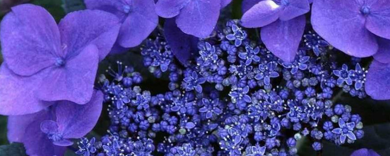 紫罗兰什么时候移栽（紫罗兰什么时候移栽最好）