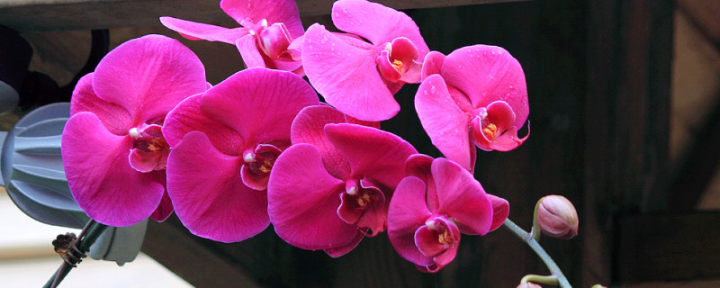 蝴蝶兰春天开花吗 蝴蝶兰是不是春天开的花