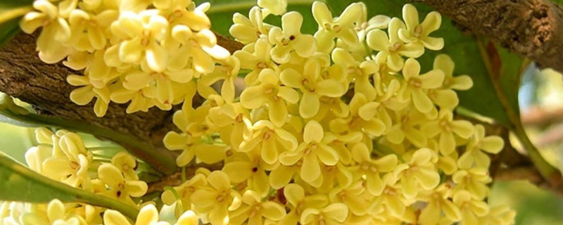 桂花叶子掉光还能活吗 桂花树掉叶子是怎么回事