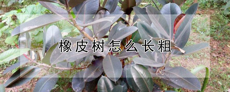 橡皮树怎么长粗 橡皮树怎么长粗壮