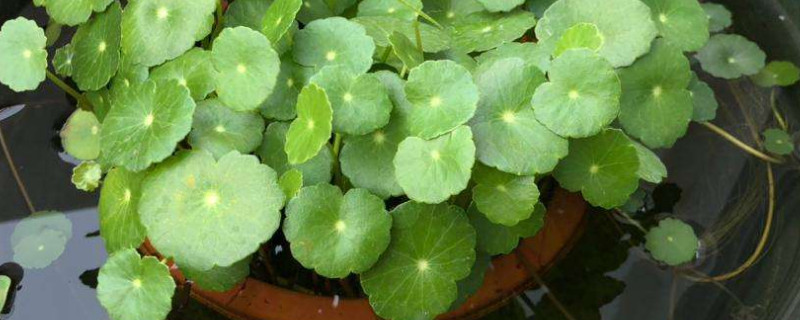 水培铜钱草的养殖方法和注意事项 鱼缸水培铜钱草的养殖方法和注意事项